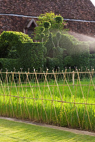 PRIEURE_NOTREDAME_DORSAN__FRANCE_THE_WHEAT_MEADOW_AND_CLIPPED_HORNBEAM_HEDGE