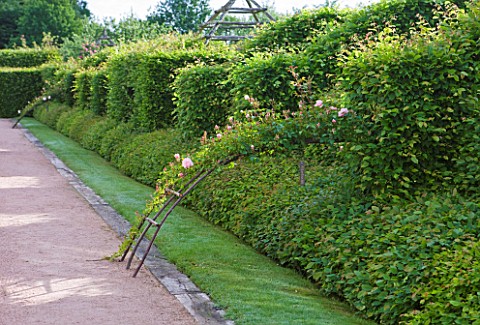 PRIEURE_NOTREDAME_DORSAN__FRANCE_HEDGE_WITH_ROSE_ALBERTINE