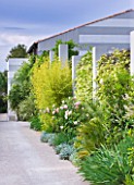 DESIGNER DOMINIQUE LAFOURCADE  PROVENCE  FRANCE: PIERRE DE RONSARD ROSES AND BAMBOOS ALONG THE DRIVEWAY WITH CONCRETE PILLARS AND TRACHELOSPERMUM JASMINOIDES