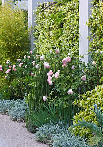 DESIGNER_DOMINIQUE_LAFOURCADE__PROVENCE__FRANCE_PIERRE_DE_RONSARD_ROSES_AND_BAMBOOS_ALONG_THE_DRIVEW