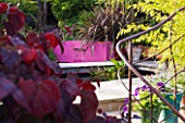 BARBARA KENNINGTON GARDEN  BRIGHTON: POOL WITH OAK DECKING  PHORMIUM  RENDERED PINK PAINTED WALL AND FOUNTAIN SEEN THROUGH A CERCIS CANADENSIS FOREST PANSY
