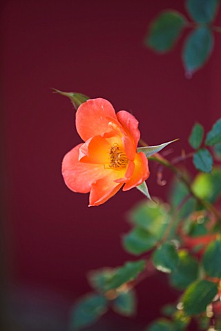 BARBARA_KENNINGTON_GARDEN__BRIGHTON_PATIO_ROSE__ROSA_WARM_WELCOME_IN_CONTAINER_AGAINST_A_RED_WALL