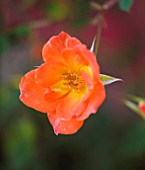 BARBARA KENNINGTON GARDEN  BRIGHTON: ORANGE FLOWER OF THE PATIO ROSE - ROSA WARM WELCOME