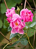 BARBARA KENNINGTON GARDEN  BRIGHTON: CLOSE UP OF THE PINK FLOWERS OF ROSE - ROSA BONICA