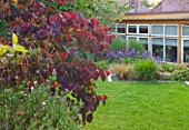 BARBARA KENNINGTON GARDEN  BRIGHTON: THE HOUSE AND LAWN SEEN THROUGH CERCIS CANADENSIS FOREST PANSY