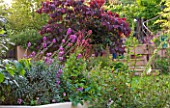 BARBARA KENNINGTON GARDEN  BRIGHTON: RAISED BED AND LAWN WITH STEPS AND CERCIS CANADENSIS FOREST PANSY BEYOND