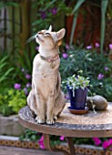 KARLA NEWELL GARDEN  BRIGHTON: SMALL TOWN GARDEN - MIXIE THE ABYSSINIAN CAT