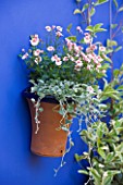 KARLA NEWELL GARDEN  BRIGHTON: SMALL TOWN GARDEN - BLUE PAINTED WALL WITH TERRACOTTA CONTAINER PLANTED WITH PINK DIASCIA AND SILVER DICHONDRA MICRANTHA SILVER FALLS