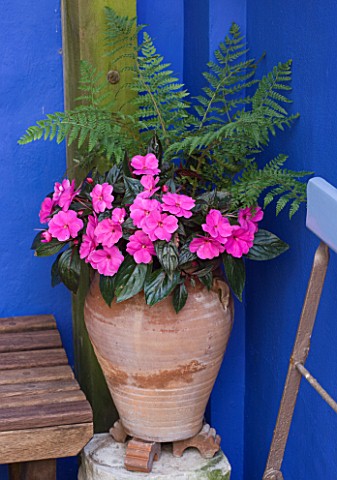 KARLA_NEWELL_GARDEN__BRIGHTON_SMALL_TOWN_GARDEN__BLUE_PAINTED_WALL__TERRACOTTA_CONTAINER_PLANTED_WIT