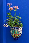 KARLA NEWELL GARDEN  BRIGHTON: SMALL TOWN GARDEN - BLUE PAINTED WALL WITH CERAMIC PLANTER PLANTED WITH STELLAR PELARGONIUMS AND VERBENA
