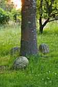KINGSBRIDGE FARM  BUCKINGHAMSHIRE: WALNUT SCULPTURES LIE BENEATH A TREE IN THE WOODLAND MEADOW