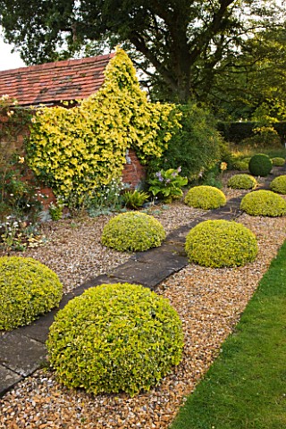 KINGSBRIDGE_FARM__BUCKINGHAMSHIRE_CLIPPED_BALLS_OF_EUONYMUS_FORTUNEI_SILVER_QUEEN_LEADS_UP_TO_A_PEAC
