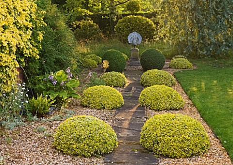 KINGSBRIDGE_FARM__BUCKINGHAMSHIRE_CLIPPED_BALLS_OF_EUONYMUS_FORTUNEI_SILVER_QUEEN_LEADS_UP_TO_A_PEAC