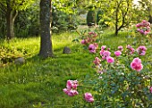 KINGSBRIDGE FARM  BUCKINGHAMSHIRE: WALNUT SCULPTURES BESIDE A TREE WITH ROSA BONICA IN THE WOODLAND