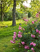 KINGSBRIDGE FARM  BUCKINGHAMSHIRE: WALNUT SCULPTURES BESIDE A TREE WITH ROSA BONICA IN THE WOODLAND