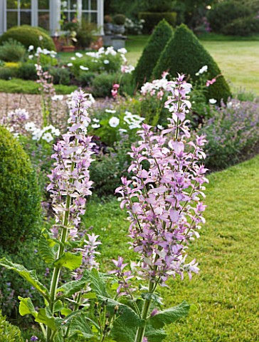 KINGSBRIDGE_FARM__BUCKINGHAMSHIRE_BORDER_ALONG_TERRACE_BY_HOUSE_AND_CONSERVATORY_PLANTED_WITH_BOX_BA