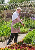 WHATLEY MANOR  WILTSHIRE: CHEF PICKING CARROTS IN THE KITCHEN GARDEN