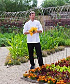 WHATLEY MANOR  WILTSHIRE: HEAD CHEF MARTIN BURGE PICKING COURGETTE FLOWERS IN THE KITCHEN GARDEN