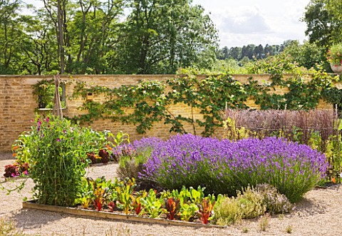 WHATLEY_MANOR__WILTSHIRE_THE_KITCHEN_GARDEN_WITH_SWEET_PEAS__LAVENDER_AND_RUBY_CHARD