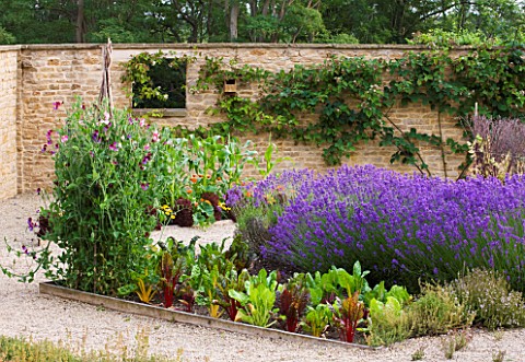 WHATLEY_MANOR__WILTSHIRE_THE_KITCHEN_GARDEN_WITH_SWEET_PEAS__LAVENDER_AND_RUBY_CHARD