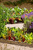 WHATLEY MANOR  WILTSHIRE: THE KITCHEN GARDEN/ VEGETABLE GARDEN/ POTAGER   IN SUMMER - LAVENDER AND RUBY CHARD