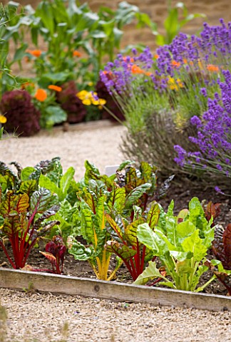 WHATLEY_MANOR__WILTSHIRE_THE_KITCHEN_GARDEN_VEGETABLE_GARDEN_POTAGER___IN_SUMMER__LAVENDER_AND_RUBY_
