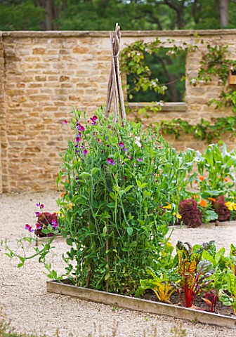 WHATLEY_MANOR__WILTSHIRE_THE_KITCHEN_GARDEN_VEGETABLE_GARDEN_POTAGER___IN_SUMMER__SWEET_PEAS_AND_RUB