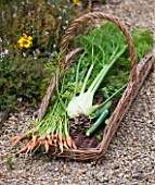 WHATLEY MANOR  WILTSHIRE: THE KITCHEN GARDEN/ VEGETABLE GARDEN/ POTAGER   IN SUMMER - TRUG WITH CARROTS  FENNEL AND COURGETTES