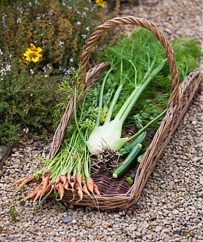WHATLEY_MANOR__WILTSHIRE_THE_KITCHEN_GARDEN_VEGETABLE_GARDEN_POTAGER___IN_SUMMER__TRUG_WITH_CARROTS_
