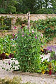 WHATLEY MANOR  WILTSHIRE: THE KITCHEN GARDEN/ VEGETABLE GARDEN/ POTAGER   IN SUMMER - SWEET PEAS AND RUBY CHARD