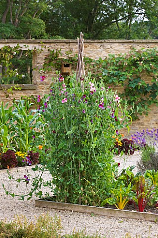 WHATLEY_MANOR__WILTSHIRE_THE_KITCHEN_GARDEN_VEGETABLE_GARDEN_POTAGER___IN_SUMMER__SWEET_PEAS_AND_RUB