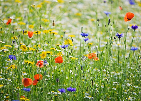WHATLEY_MANOR__WILTSHIRE_THE_WILDFLOWER_MEADOW_IN_THE_SPA_GARDEN_WITH_POPPIES_AND_CORNFLOWERS