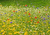 WHATLEY MANOR  WILTSHIRE: THE WILDFLOWER MEADOW IN THE SPA GARDEN WITH POPPIES AND CORNFLOWERS