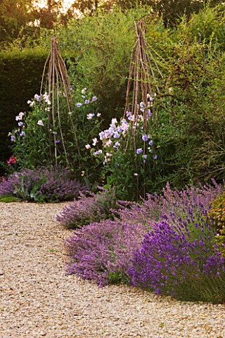 WHATLEY_MANOR__WILTSHIRE_BORDERS_WITH_LAVENDER_AND_SWEETPEAS