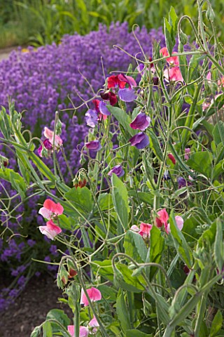 WHATLEY_MANOR__WILTSHIRE_SWEET_PEAS_IN_BORDER_WITH_LAVENDER_BEHIND