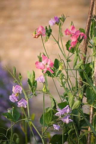 WHATLEY_MANOR__WILTSHIRE_SWEET_PEAS_IN_THE_BORDER__LATE_SUMMER__SUNSET