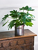 DESIGNER: CLARE MATTHEWS - HOUSEPLANT PROJECT - METAL CONTAINER PLANTED WITH FATSIA