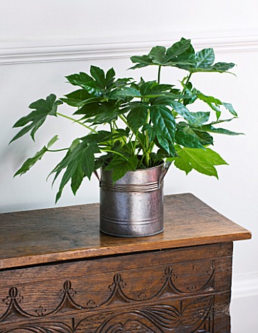 DESIGNER_CLARE_MATTHEWS__HOUSEPLANT_PROJECT__METAL_CONTAINER_PLANTED_WITH_FATSIA