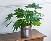 DESIGNER: CLARE MATTHEWS - HOUSEPLANT PROJECT - METAL CONTAINER PLANTED WITH FATSIA
