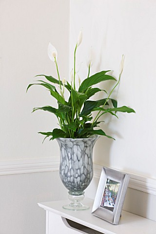 DESIGNER_CLARE_MATTHEWS__HOUSEPLANT_PROJECT__CONTAINER_ON_SIDEBOARD_PLANTED_WITH_PEACE_LILY__SPATHIP