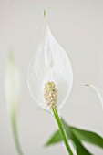 DESIGNER: CLARE MATTHEWS - HOUSEPLANT PROJECT - CLOSE UP OF THE WHITE SPATHES OF THE PEACE LILY - SPATHIPHYLLUM