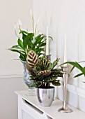 DESIGNER: CLARE MATTHEWS - HOUSEPLANT PROJECT - CONTAINERS ON SIDEBOARD WITH PEACE LILY  ( SPATHIPHYLLUM )  AND THE BEAUTIFUL LEAVES OF CALATHEA MAKOYANA - THE PEACOCK PLANT
