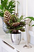 DESIGNER: CLARE MATTHEWS - HOUSEPLANT PROJECT - CONTAINERS ON SIDEBOARD WITH PEACE LILY  ( SPATHIPHYLLUM )  AND THE BEAUTIFUL LEAVES OF CALATHEA MAKOYANA - THE PEACOCK PLANT