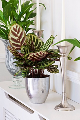 DESIGNER_CLARE_MATTHEWS__HOUSEPLANT_PROJECT__CONTAINERS_ON_SIDEBOARD_WITH_PEACE_LILY___SPATHIPHYLLUM