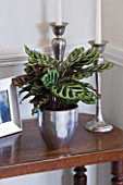 DESIGNER: CLARE MATTHEWS - HOUSEPLANT PROJECT - CONTAINER ON SIDEBOARD WITH THE BEAUTIFUL LEAVES OF CALATHEA MAKOYANA - THE PEACOCK PLANT
