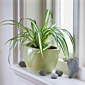 DESIGNER: CLARE MATTHEWS - HOUSEPLANT PROJECT - GREEN CONTAINER ON WINDOWSILL PLANTED WITH SPIDER PLANT - CHLOROPHYTUM COMOSUM