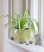 DESIGNER: CLARE MATTHEWS - HOUSEPLANT PROJECT - GREEN CONTAINER ON WINDOWSILL PLANTED WITH SPIDER PLANT - CHLOROPHYTUM COMOSUM
