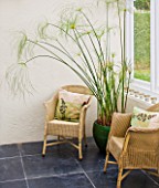 DESIGNER: CLARE MATTHEWS - HOUSEPLANT PROJECT - CONSERVATORY WITH GREEN GLAZED CONTAINER PLANTED WITH PAPYRUS AND WICKER CHAIRS