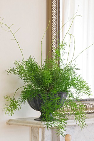 DESIGNER_CLARE_MATTHEWS__HOUSEPLANT_PROJECT__DARK_GREY_CONTAINER_BY_MIRROR_PLANTED_WITH_AN_ASPARAGUS