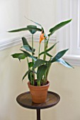 DESIGNER: CLARE MATTHEWS - HOUSEPLANT PROJECT - TERRACOTTA CONTAINER IN HALLWAY PLANTED WITH HELICONIA OLYMPIC DREAM